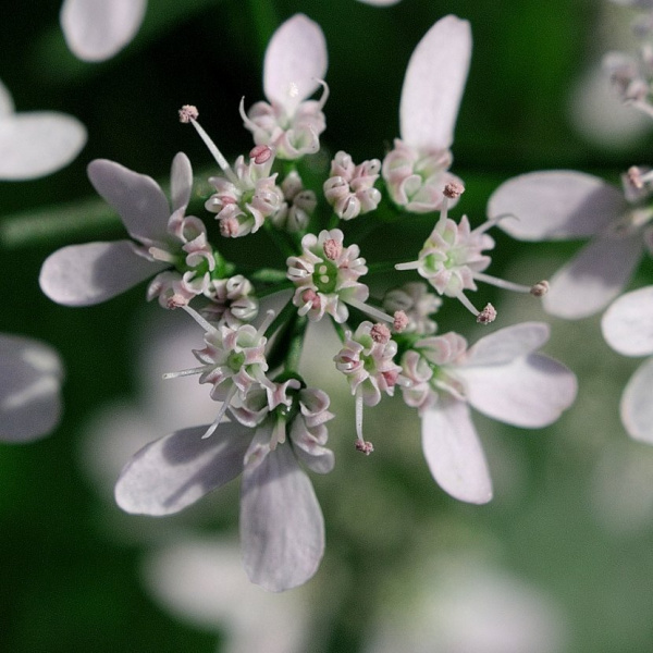 Летняя красота